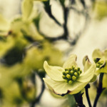 Flowers of Dreamland 3 - 2012