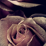 Roses 12 - 2012