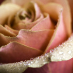 Roses 14 - 2012