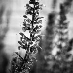 Floral 20 - 2016