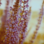 Floral 21 - 2016