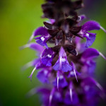 Floral 23 - 2016