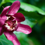 Floral 25 - 2016