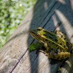 Frog on a Log - 2016
