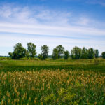 Wetland Landscape - 2016