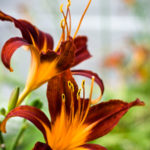 Floral 27 - 2016