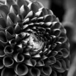 Floral 31 - 2016