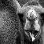 Bactrian Camel 2 - 2016
