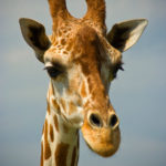 Giraffe (Portrait) - 2016