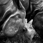 Greater One-Horned Asian Rhinoceros 2 - 2016
