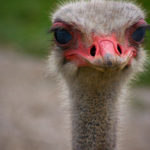 Ostrich - 2016