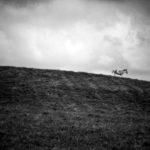Persian Onager on a Hill - 2016