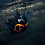 Beetle - 2018
