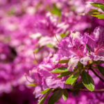 Floral 41 - 2018