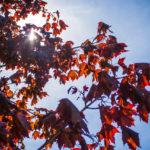 Light Through Leaves 2 - 2018