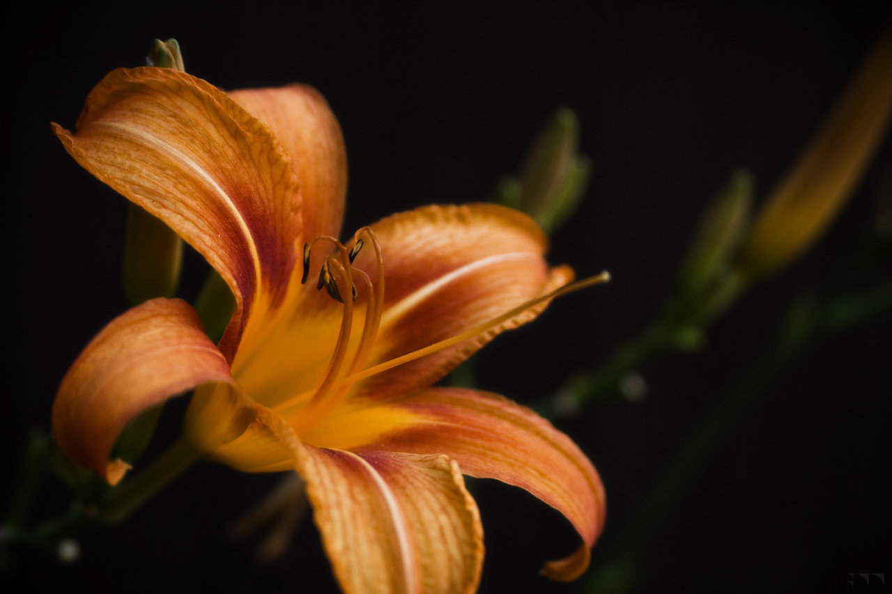 Floral 11 - 2012