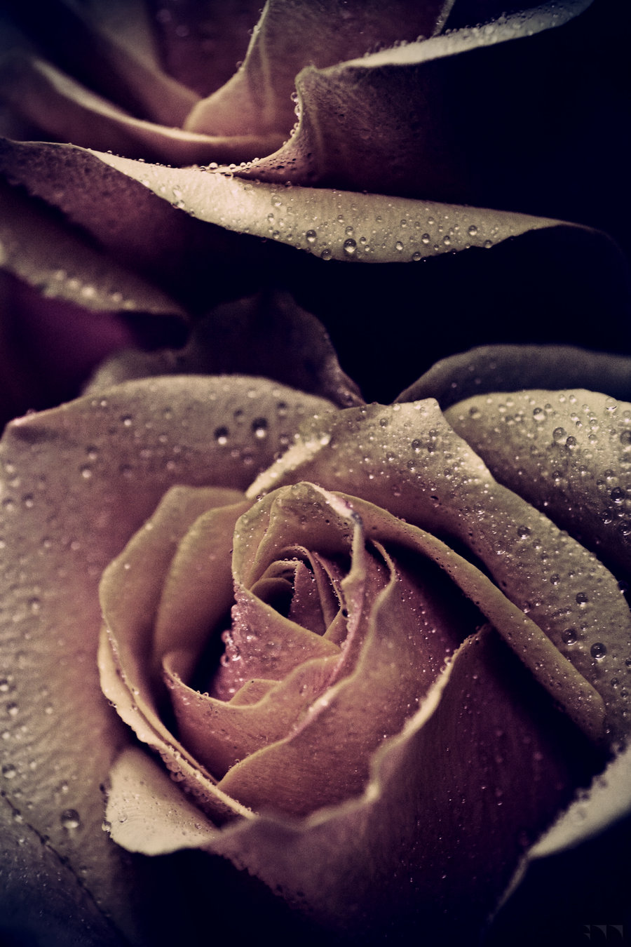 Roses 12 - 2012