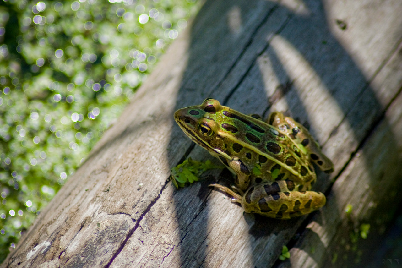 Frog on a Log - 2016