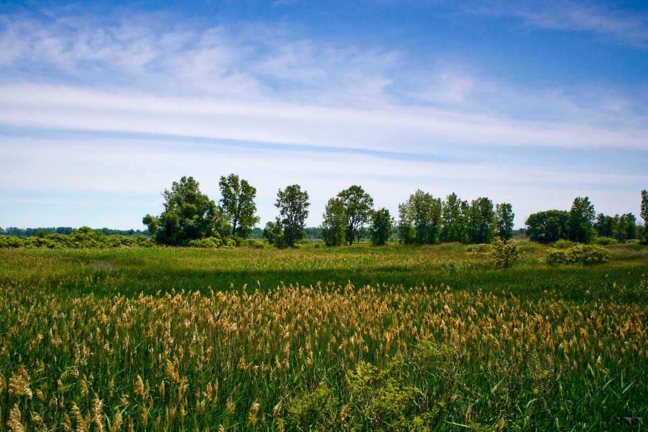 Wetland Landscape - 2016