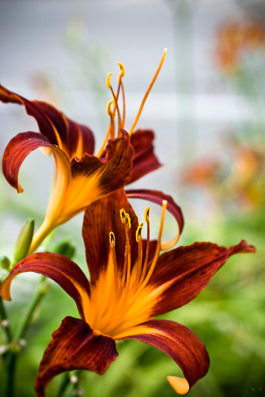 Floral 27 - 2016