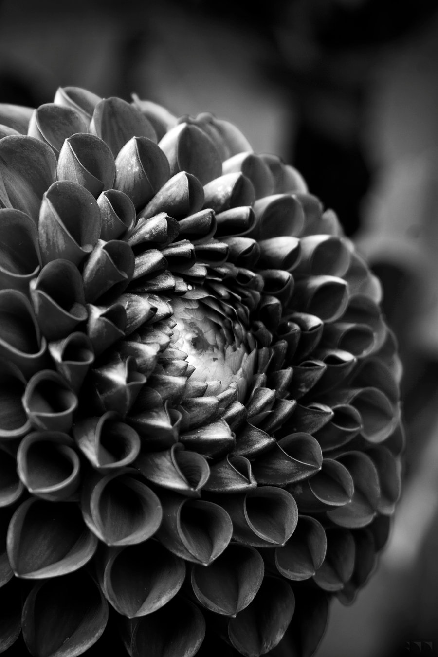 Floral 31 - 2016