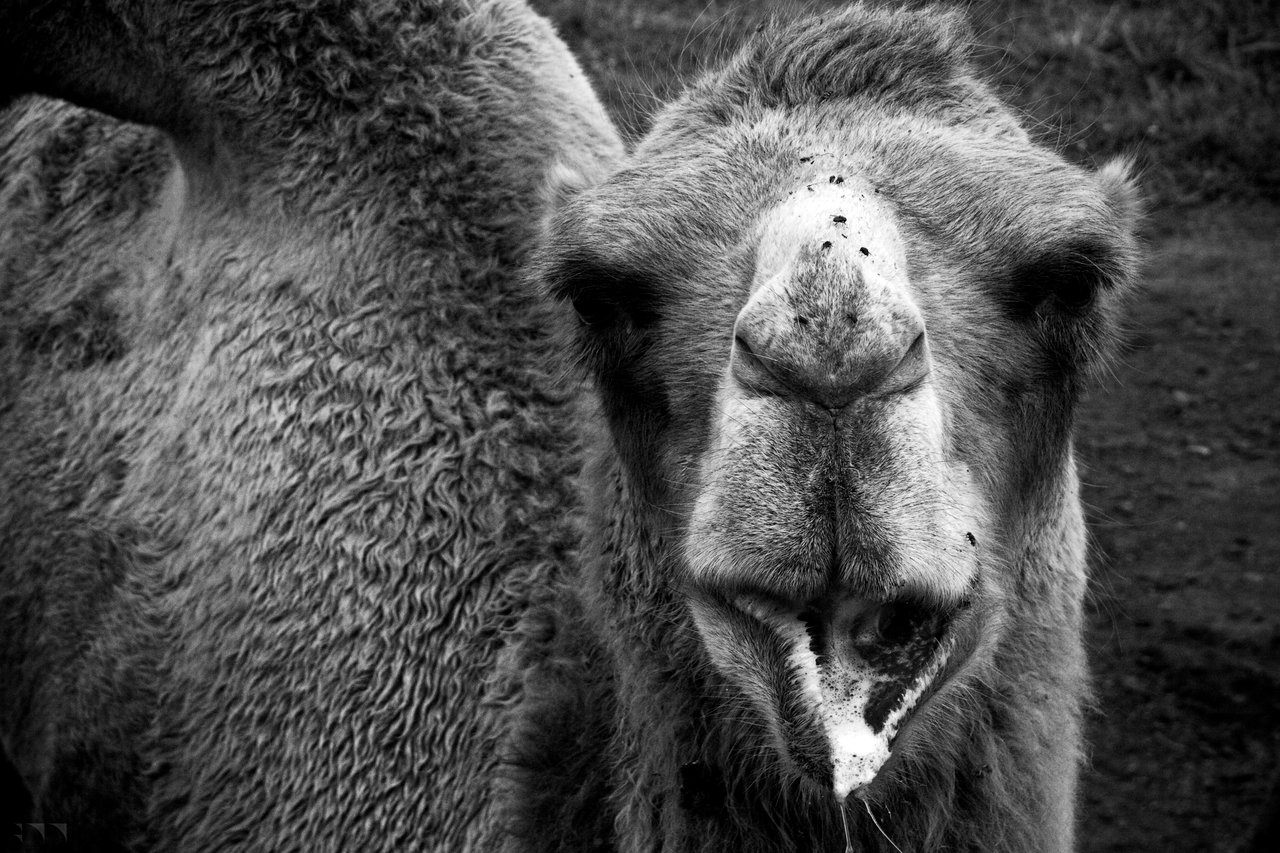 Bactrian Camel 2 - 2016