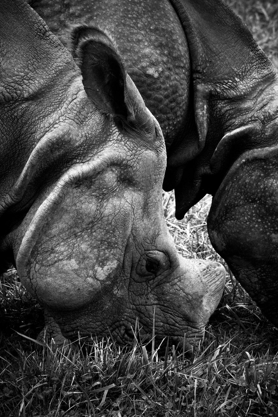 Greater One-Horned Asian Rhinoceros 2 - 2016
