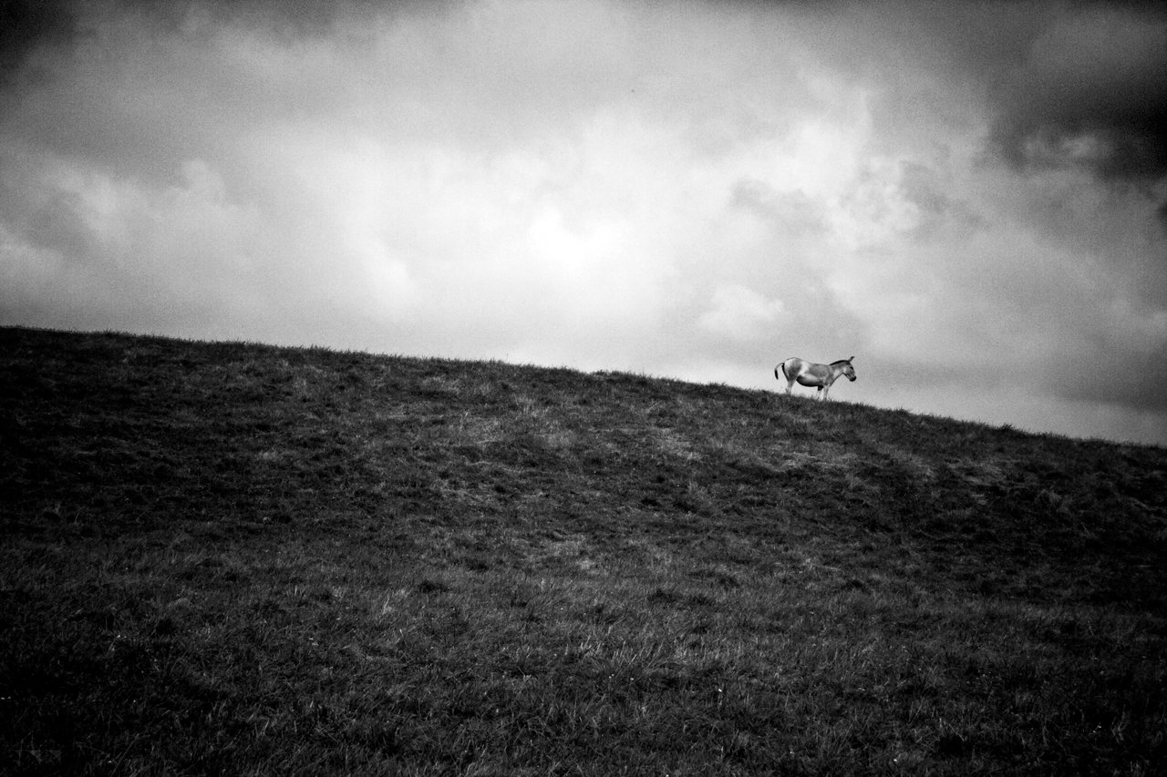 Persian Onager on a Hill - 2016