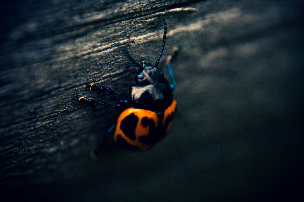 Beetle - 2018