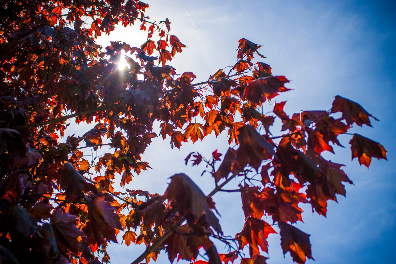 Light Through Leaves 2 - 2018